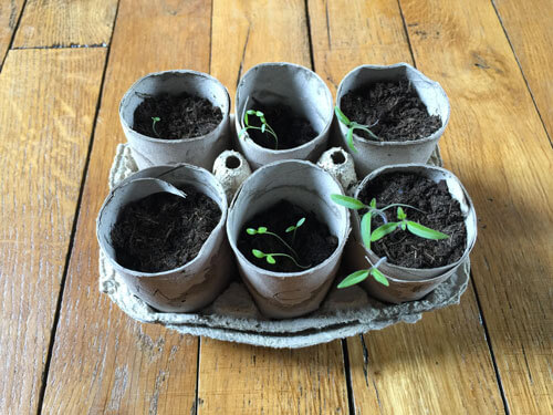 Planter des graines dans des boîtes à œufs et des rouleaux de papier toilette